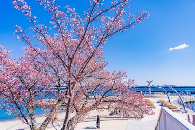 Moon Terrace (Shizuoka)