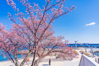 Moon Terrace (Shizuoka)