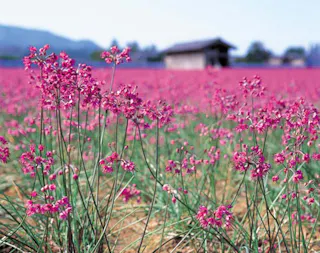 Fureai Park Sanribama (Michi no Eki Mikuni)