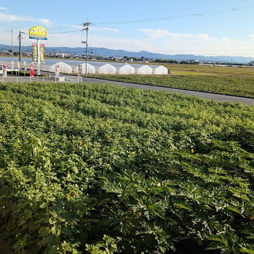 JA Lake Shiga Kusatsu Vegetable Center