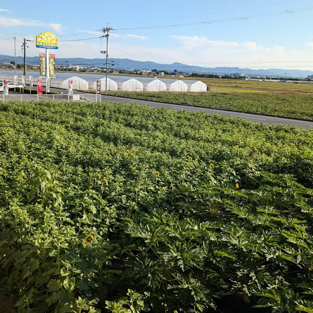 JA Lake Shiga Kusatsu Vegetable Center