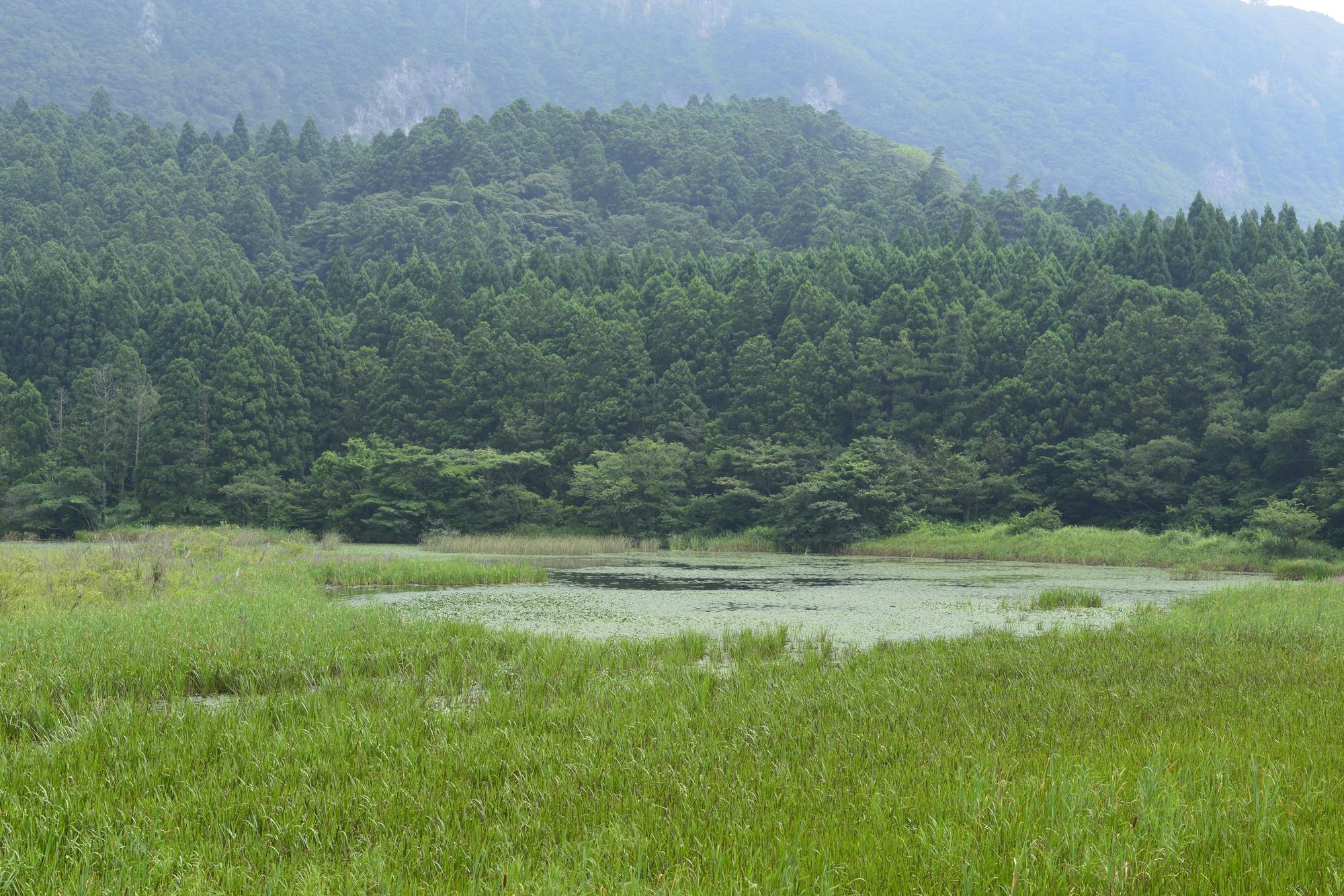 Yui Pond