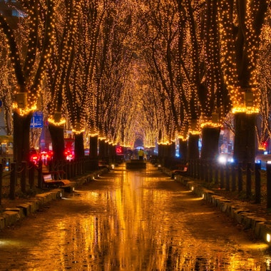 Jozenji-dori Avenue Jozenji-dori Avenue