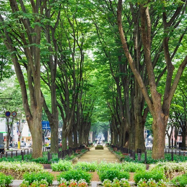 Jozenji-dori Avenue Jozenji-dori Avenue
