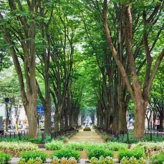 Jozenji-dori Avenue Jozenji-dori Avenue