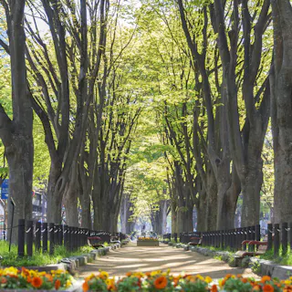 Jozenji-dori Avenue Jozenji-dori Avenue