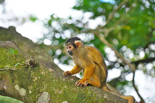 Ishigaki Yaima Village