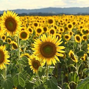Kasaoka Bay Farm Flower Garden Kasaoka Bay Farm Flower Garden