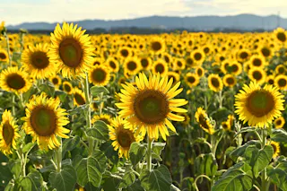 Kasaoka Bay Farm Flower Garden