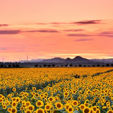 Kasaoka Bay Farm Flower Garden Kasaoka Bay Farm Flower Garden