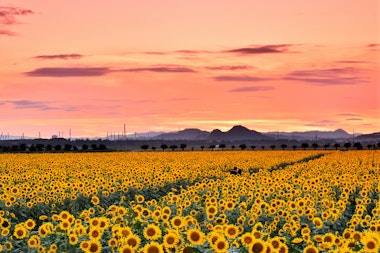 Kasaoka Bay Farm Flower Garden