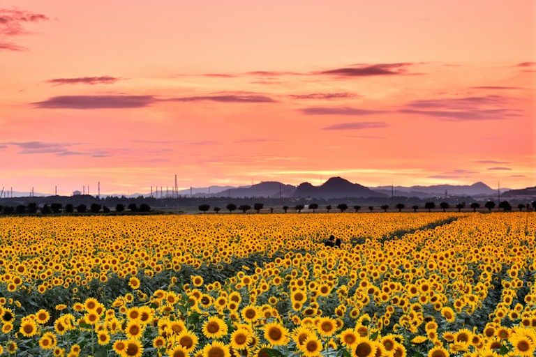 Kasaoka Bay Farm Flower Garden