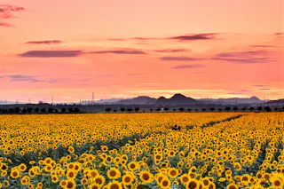 Kasaoka Bay Farm Flower Garden