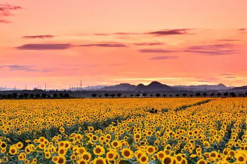 Kasaoka Bay Farm Flower Garden