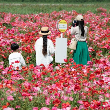 Kasaoka Bay Farm Flower Garden Kasaoka Bay Farm Flower Garden