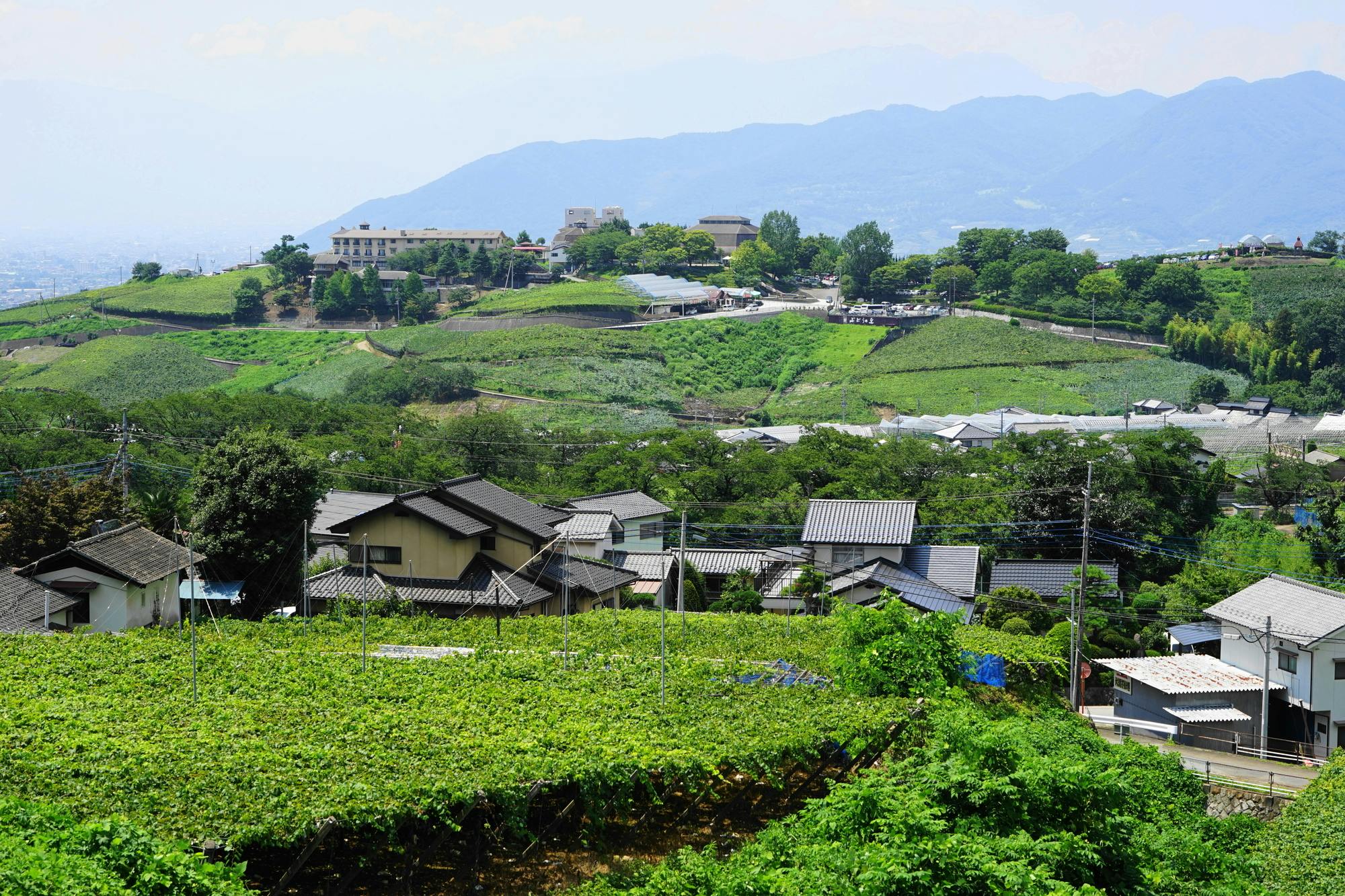 Katsunuma Budou no Oka