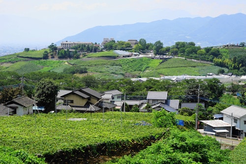 Katsunuma Budou no Oka