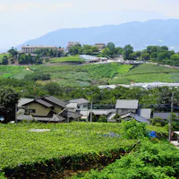 Katsunuma Budou no Oka Katsunuma Budou no Oka