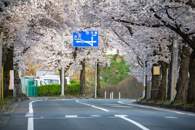 Mamigasaki Illuminated Cherry Blossom Avenue