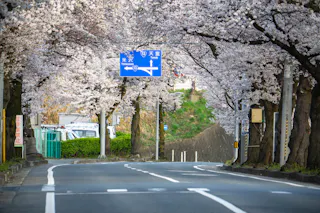 Mamigasaki Illuminated Cherry Blossom Avenue