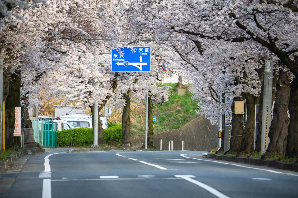 Mamigasaki Illuminated Cherry Blossom Avenue Mamigasaki Illuminated Cherry Blossom Avenue