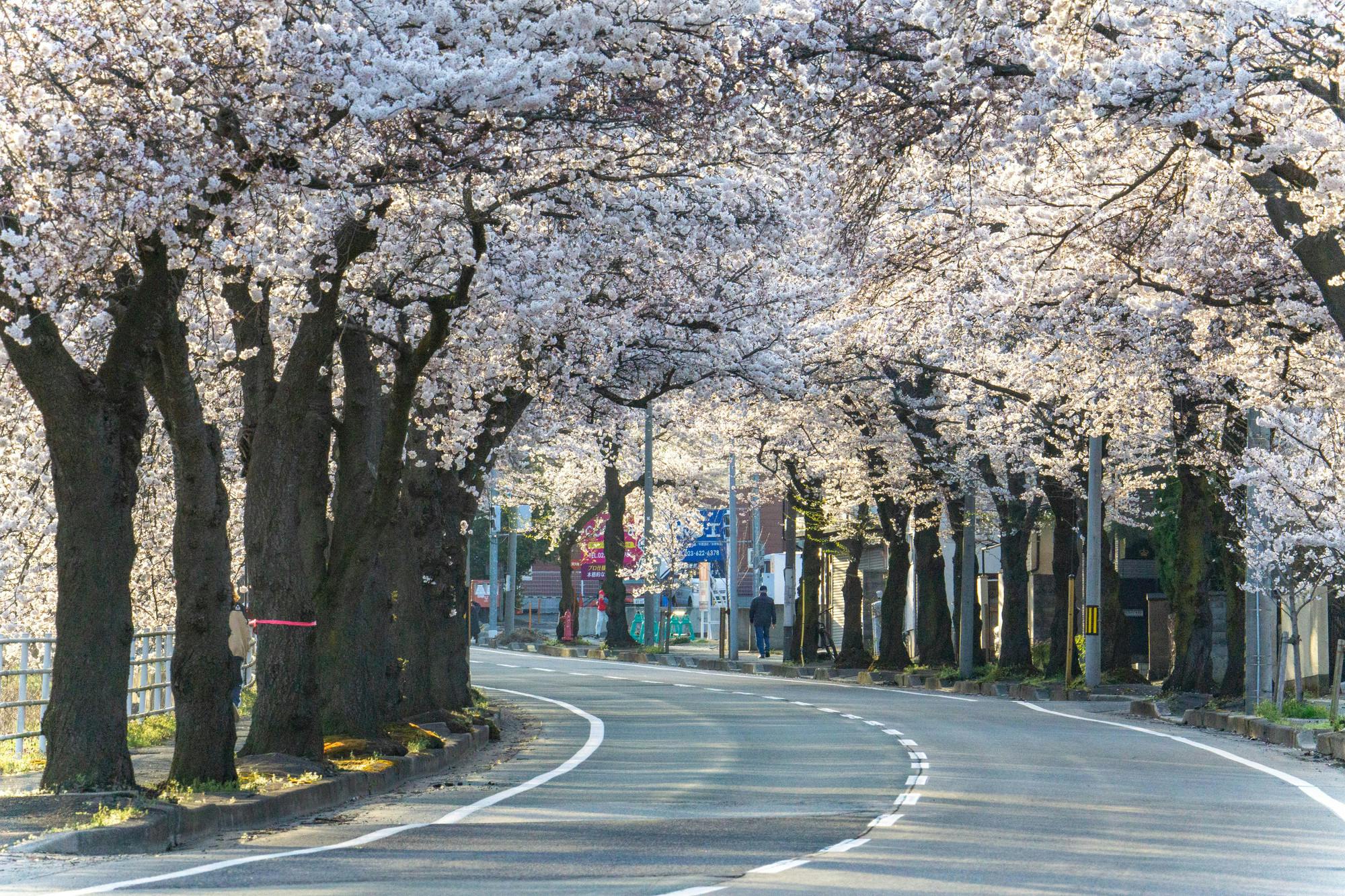 Mamigasaki Illuminated Cherry Blossom Avenue