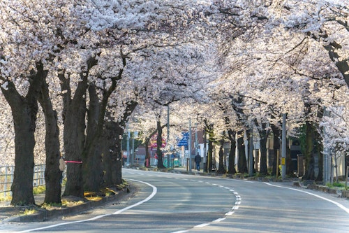 Mamigasaki Illuminated Cherry Blossom Avenue