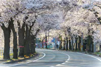 Mamigasaki Illuminated Cherry Blossom Avenue