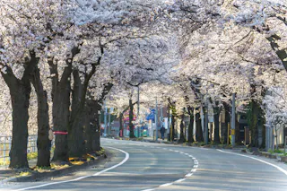 Mamigasaki Illuminated Cherry Blossom Avenue