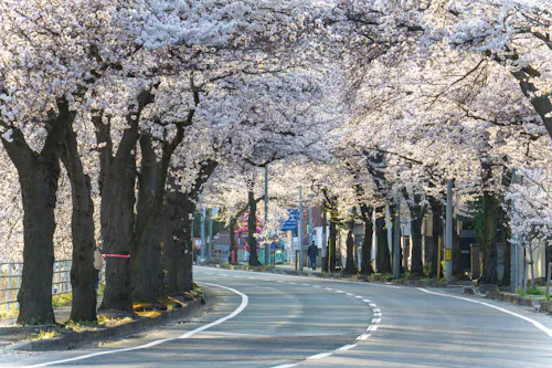 Mamigasaki Illuminated Cherry Blossom Avenue