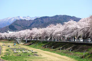 Mamigasaki Illuminated Cherry Blossom Avenue