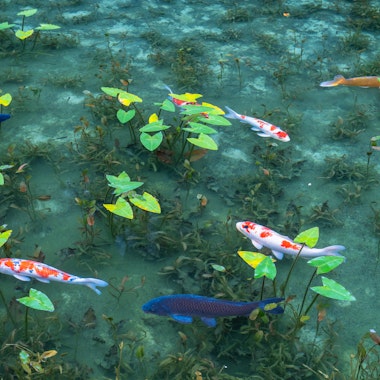 Monet's Pond Monet's Pond