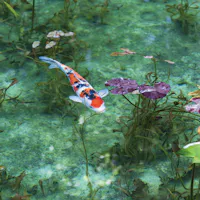 Monet's Pond Monet's Pond