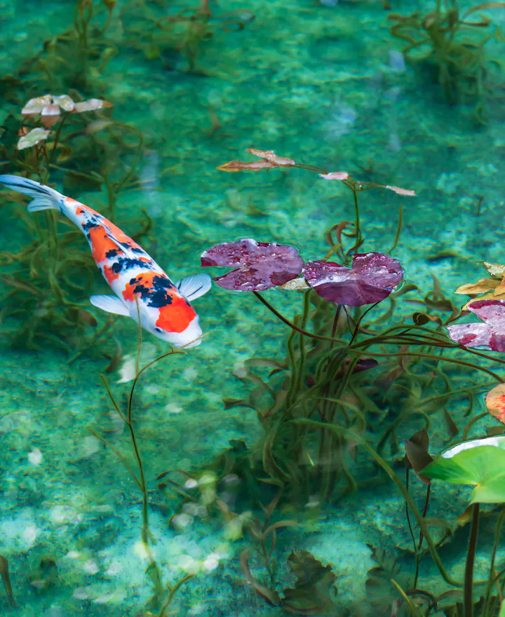 Monet's Pond Monet's Pond