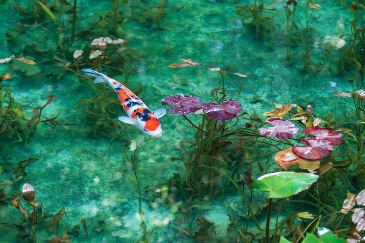 Monet's Pond