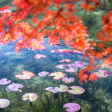 Monet's Pond Monet's Pond