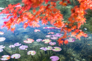 Monet's Pond