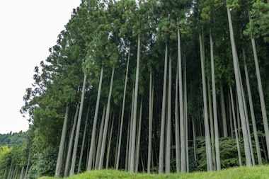 Murou Art Forest