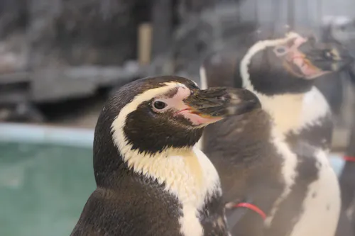 New Yashima Aquarium