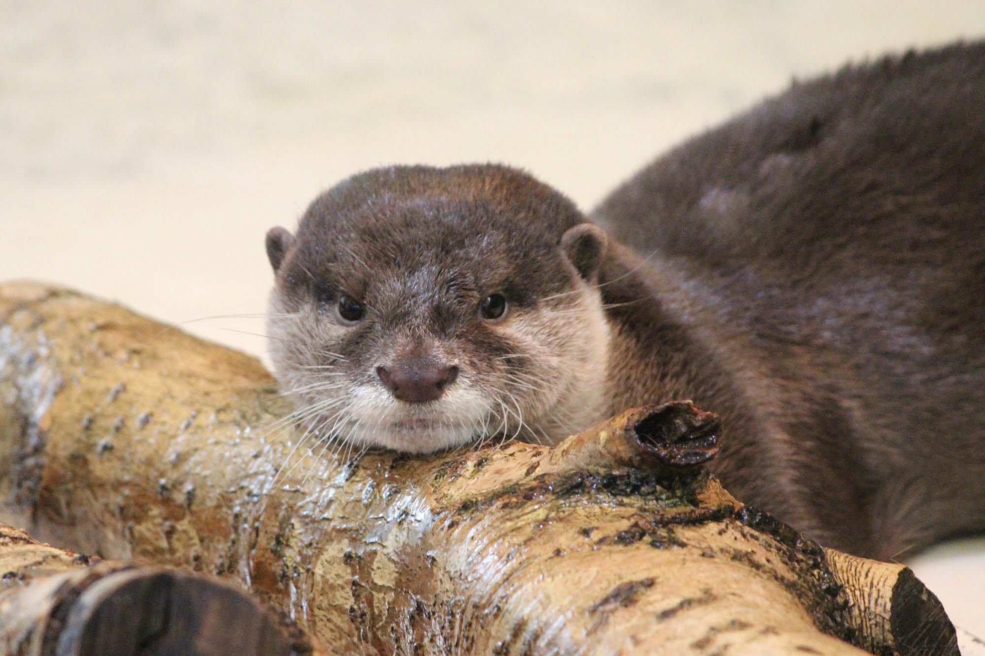 New Yashima Aquarium