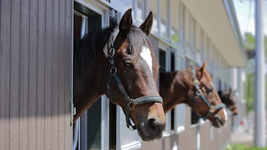 Niikappu Horoshiri Riding Club