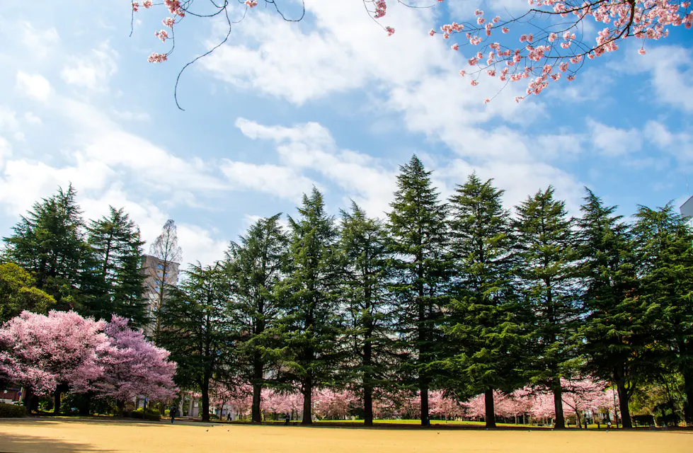 Nishikicho Park, Miyagi Nishikicho Park, Miyagi