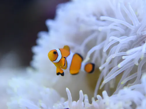 Oga Aquarium GAO Oga Aquarium GAO