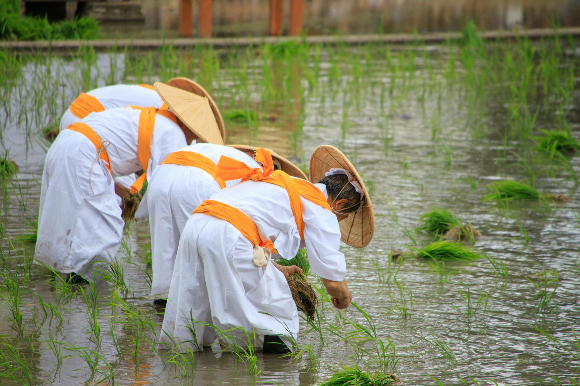 Okayama Korakuen Rice Planting Festival