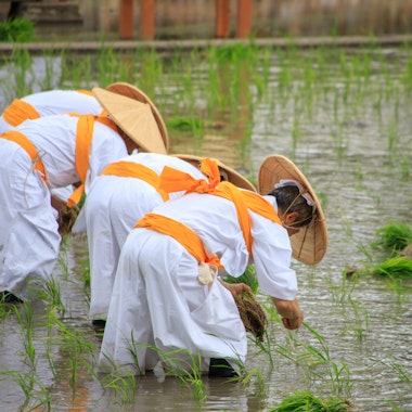 Okayama Korakuen Rice Planting Festival Okayama Korakuen Rice Planting Festival