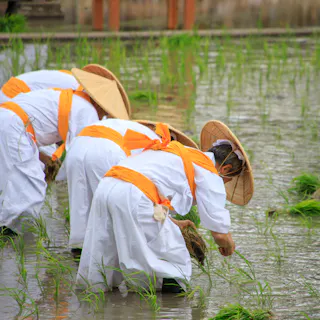 Okayama Korakuen Rice Planting Festival Okayama Korakuen Rice Planting Festival