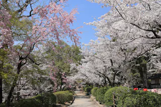Satsukiyama Park