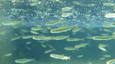 Shibetsu Salmon Museum