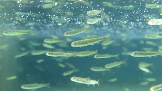 Shibetsu Salmon Museum