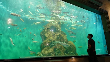 Shibetsu Salmon Museum